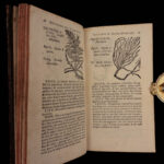 1726 Flowers & Plants of Europe BOTANY Caspar Bauhin Pinax Illustrated 2v SET