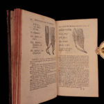 1726 Flowers & Plants of Europe BOTANY Caspar Bauhin Pinax Illustrated 2v SET