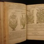 1597 1st John Gerarde Herball Plants English Herbal Illustrated Stirpium Botany