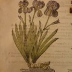 1597 1st John Gerarde Herball Plants English Herbal Illustrated Stirpium Botany