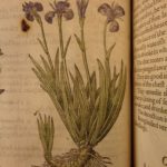 1597 1st John Gerarde Herball Plants English Herbal Illustrated Stirpium Botany