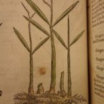 1597 1st John Gerarde Herball Plants English Herbal Illustrated Stirpium Botany