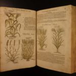 1597 1st John Gerarde Herball Plants English Herbal Illustrated Stirpium Botany