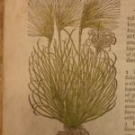 1597 1st John Gerarde Herball Plants English Herbal Illustrated Stirpium Botany