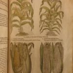 1597 1st John Gerarde Herball Plants English Herbal Illustrated Stirpium Botany