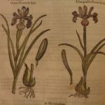 1597 1st John Gerarde Herball Plants English Herbal Illustrated Stirpium Botany