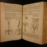1597 1st John Gerarde Herball Plants English Herbal Illustrated Stirpium Botany