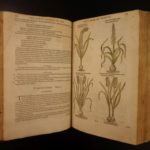 1597 1st John Gerarde Herball Plants English Herbal Illustrated Stirpium Botany