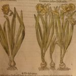 1597 1st John Gerarde Herball Plants English Herbal Illustrated Stirpium Botany