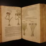 1597 1st John Gerarde Herball Plants English Herbal Illustrated Stirpium Botany