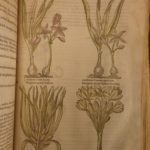 1597 1st John Gerarde Herball Plants English Herbal Illustrated Stirpium Botany