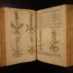 1597 1st John Gerarde Herball Plants English Herbal Illustrated Stirpium Botany