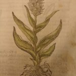 1597 1st John Gerarde Herball Plants English Herbal Illustrated Stirpium Botany