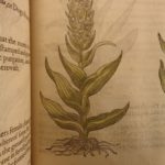 1597 1st John Gerarde Herball Plants English Herbal Illustrated Stirpium Botany