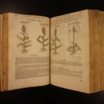 1597 1st John Gerarde Herball Plants English Herbal Illustrated Stirpium Botany