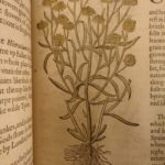 1597 1st John Gerarde Herball Plants English Herbal Illustrated Stirpium Botany