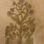 1597 1st John Gerarde Herball Plants English Herbal Illustrated Stirpium Botany