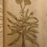 1597 1st John Gerarde Herball Plants English Herbal Illustrated Stirpium Botany