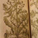 1597 1st John Gerarde Herball Plants English Herbal Illustrated Stirpium Botany