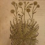 1597 1st John Gerarde Herball Plants English Herbal Illustrated Stirpium Botany