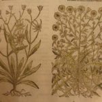 1597 1st John Gerarde Herball Plants English Herbal Illustrated Stirpium Botany