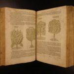 1597 1st John Gerarde Herball Plants English Herbal Illustrated Stirpium Botany