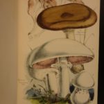 1863 Esculent Funguses in England Mushrooms Cooking Shrooms Homeopathy Badham
