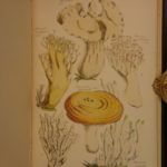 1863 Esculent Funguses in England Mushrooms Cooking Shrooms Homeopathy Badham