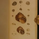 1831 1ed Manual of Shells William Turton Color Illustrated Conchology Seashells