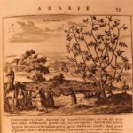 1680 Dapper ASIA Turkey Arabia Assyria MAPS Babylon Persia Botany Iraq Nineveh