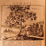 1680 Dapper ASIA Turkey Arabia Assyria MAPS Babylon Persia Botany Iraq Nineveh
