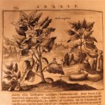 1680 Dapper ASIA Turkey Arabia Assyria MAPS Babylon Persia Botany Iraq Nineveh