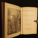 1880 1ed Caribbees & Antilles Illustrated Natural Science BIRDS Caribbean Ober