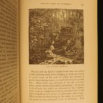1880 1ed Caribbees & Antilles Illustrated Natural Science BIRDS Caribbean Ober