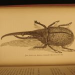 1880 1ed Caribbees & Antilles Illustrated Natural Science BIRDS Caribbean Ober