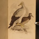 1838 Jardine BIRDS Ornithology Ireland & Britain Illustrated Falcons Hawks Owls
