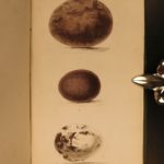 1838 Jardine BIRDS Ornithology Ireland & Britain Illustrated Falcons Hawks Owls