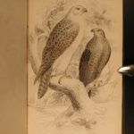 1838 Jardine BIRDS Ornithology Ireland & Britain Illustrated Falcons Hawks Owls