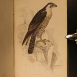 1838 Jardine BIRDS Ornithology Ireland & Britain Illustrated Falcons Hawks Owls