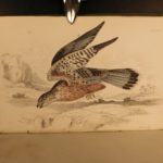 1838 Jardine BIRDS Ornithology Ireland & Britain Illustrated Falcons Hawks Owls
