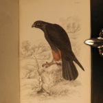 1838 Jardine BIRDS Ornithology Ireland & Britain Illustrated Falcons Hawks Owls