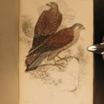 1838 Jardine BIRDS Ornithology Ireland & Britain Illustrated Falcons Hawks Owls