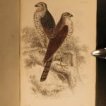 1838 Jardine BIRDS Ornithology Ireland & Britain Illustrated Falcons Hawks Owls