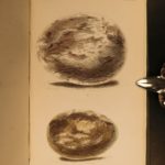 1838 Jardine BIRDS Ornithology Ireland & Britain Illustrated Falcons Hawks Owls