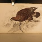 1838 Jardine BIRDS Ornithology Ireland & Britain Illustrated Falcons Hawks Owls
