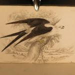 1838 Jardine BIRDS Ornithology Ireland & Britain Illustrated Falcons Hawks Owls