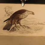 1838 Jardine BIRDS Ornithology Ireland & Britain Illustrated Falcons Hawks Owls