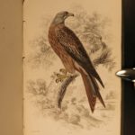 1838 Jardine BIRDS Ornithology Ireland & Britain Illustrated Falcons Hawks Owls