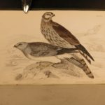 1838 Jardine BIRDS Ornithology Ireland & Britain Illustrated Falcons Hawks Owls