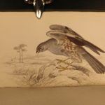 1838 Jardine BIRDS Ornithology Ireland & Britain Illustrated Falcons Hawks Owls